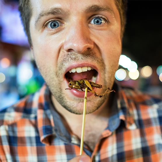 eat bugs
